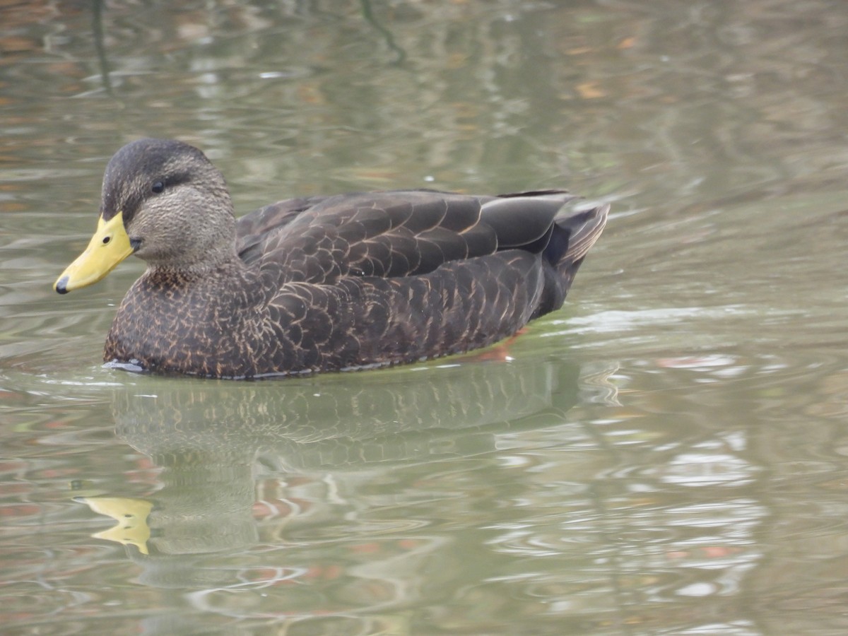 American Black Duck - ML646457284