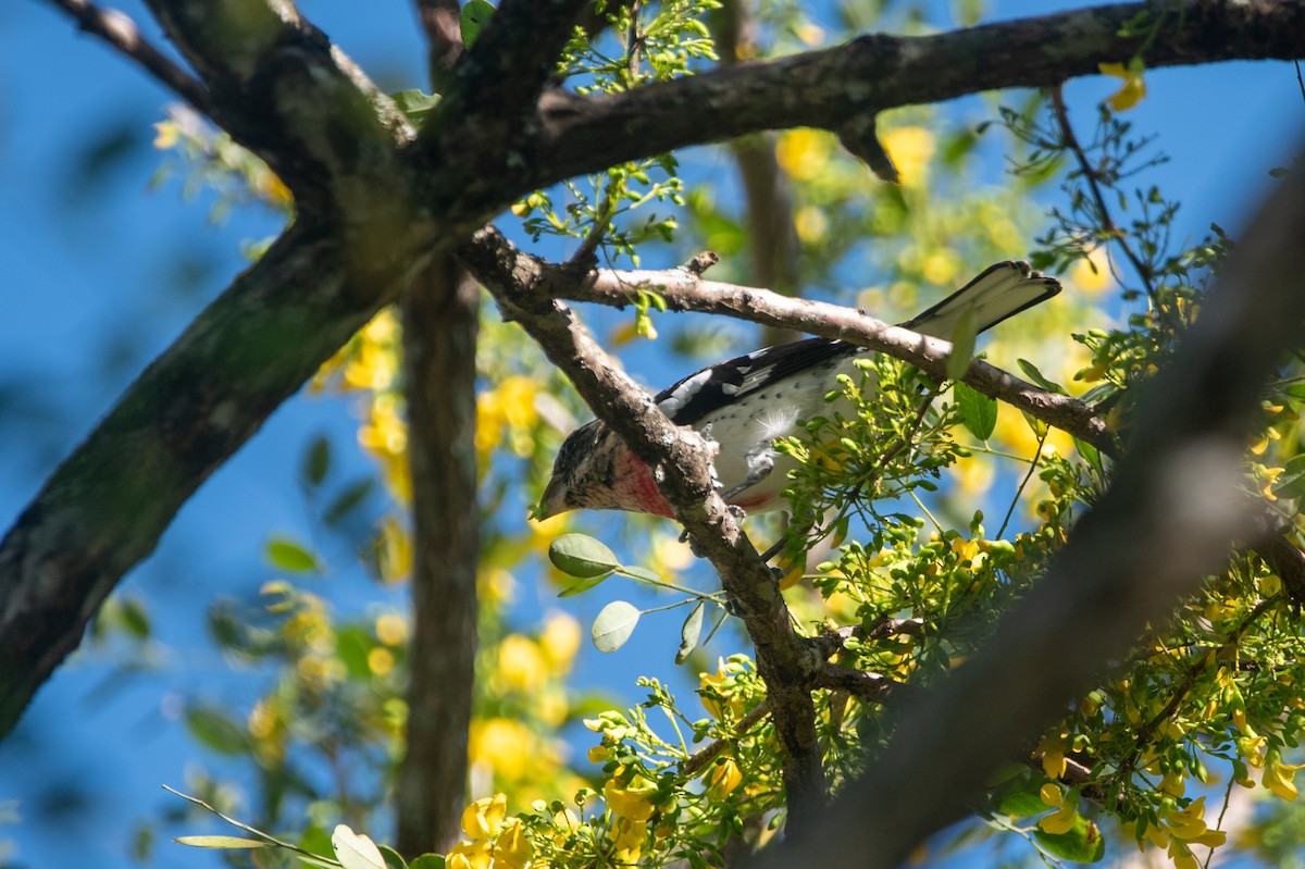 Rose-breasted Grosbeak - ML646457285