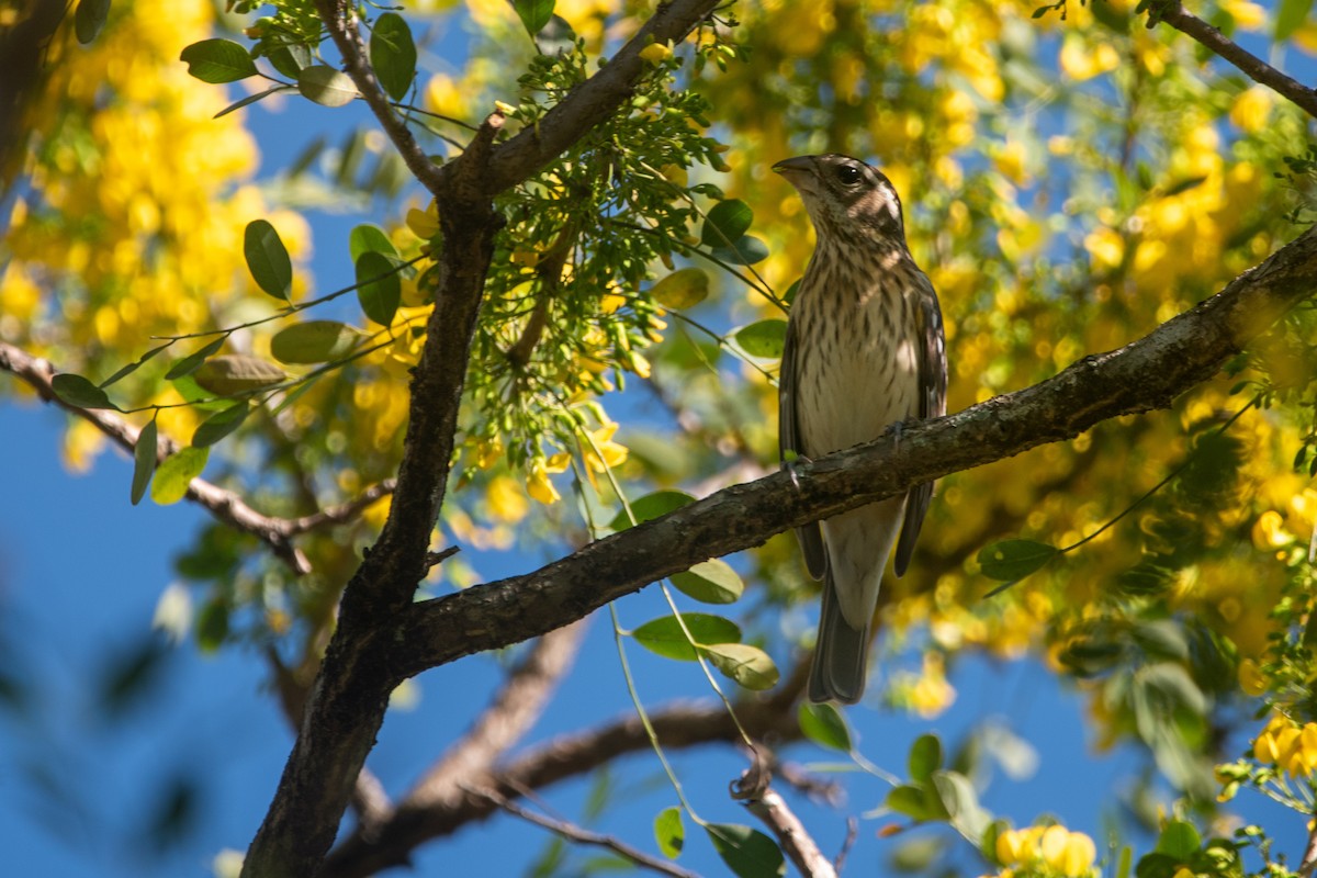 Rose-breasted Grosbeak - ML646457286