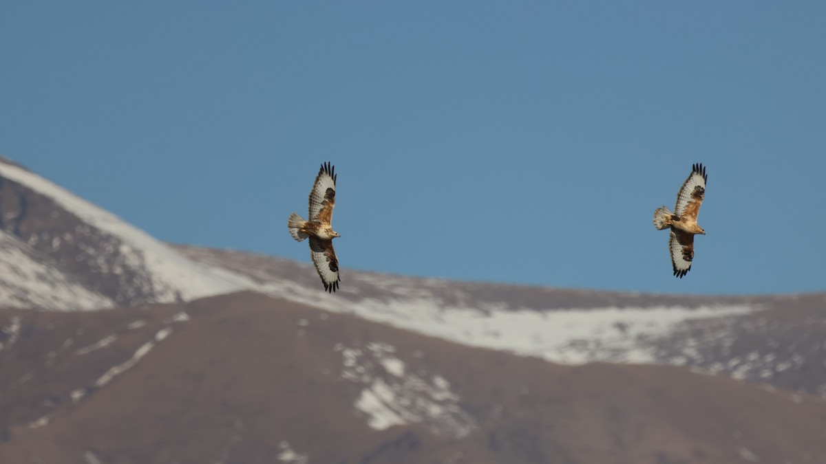 Upland Buzzard - ML646457287