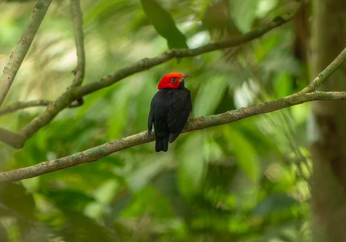 Red-headed Manakin - ML646457289