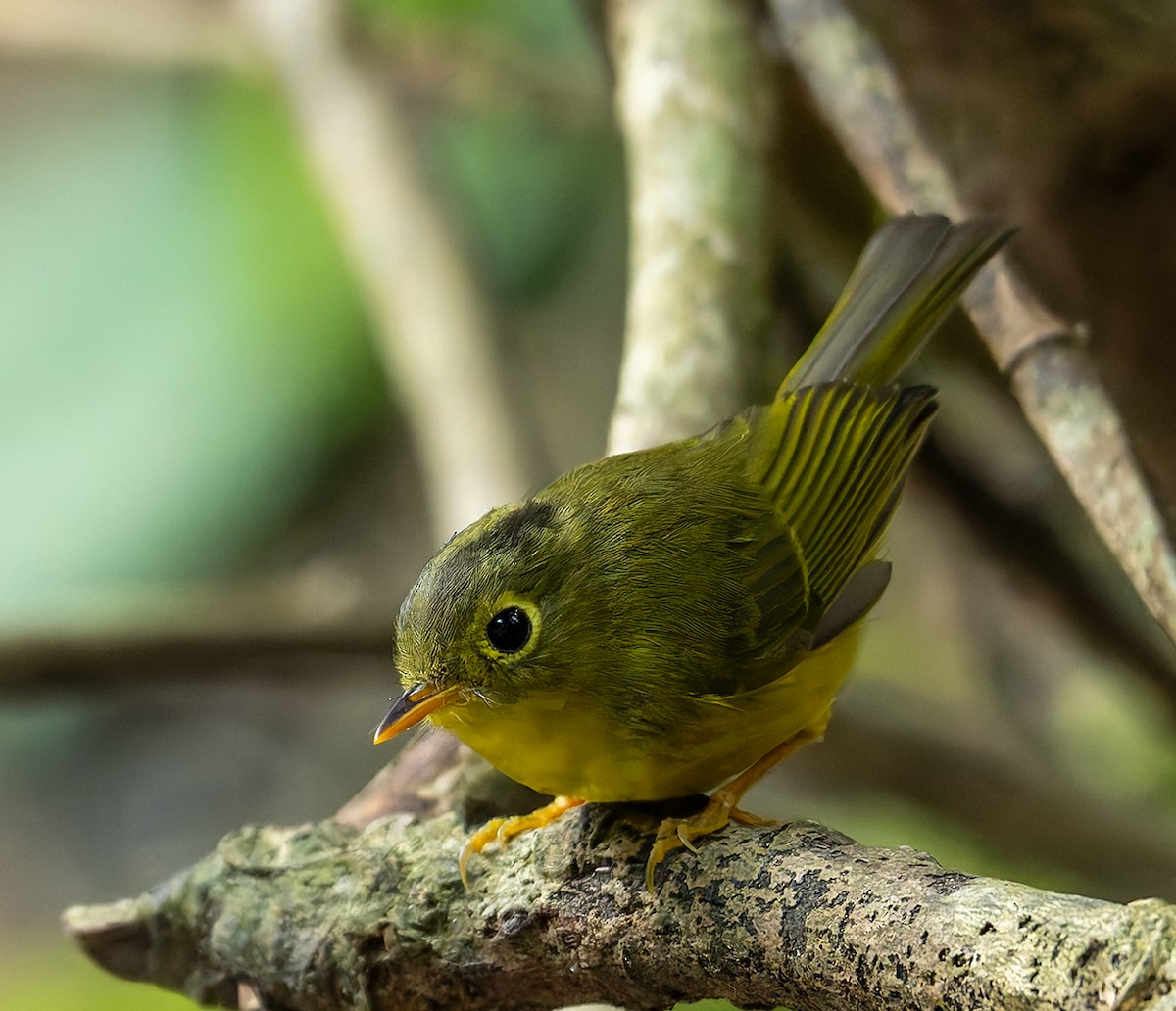 Whistler's Warbler - ML646457292