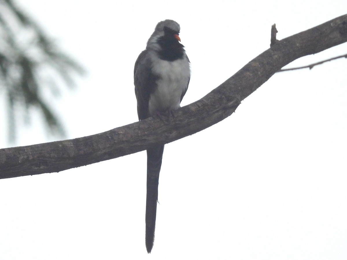 hrdlička kapská - ML646457298