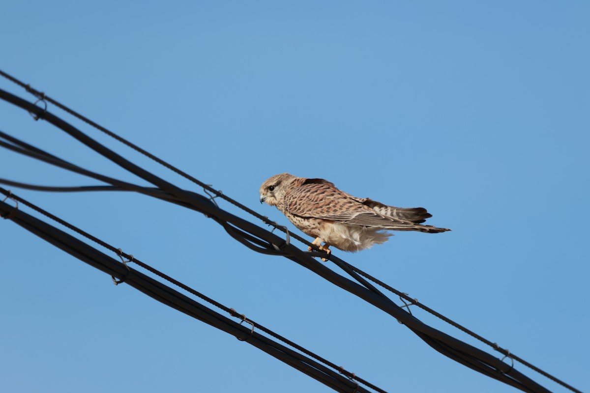 Eurasian Kestrel - ML646457302