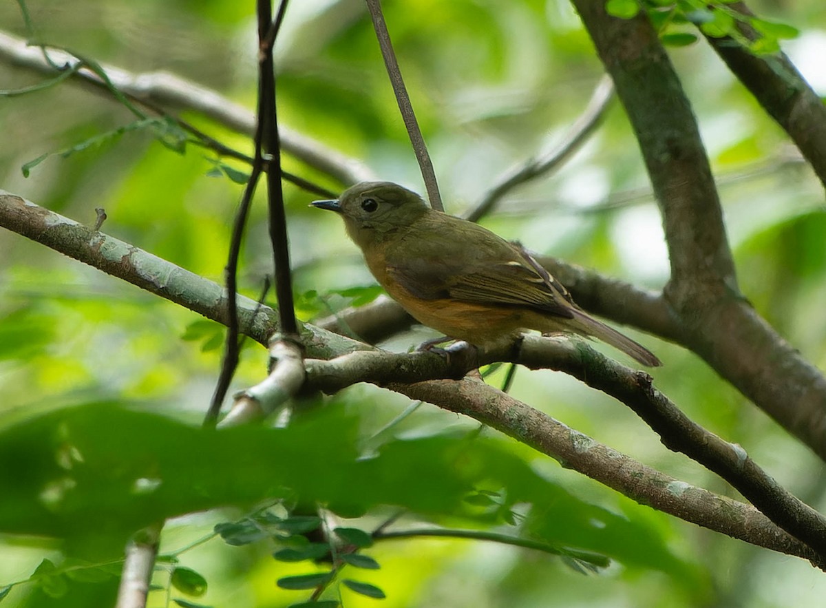 Ochre-bellied Flycatcher - ML646457303