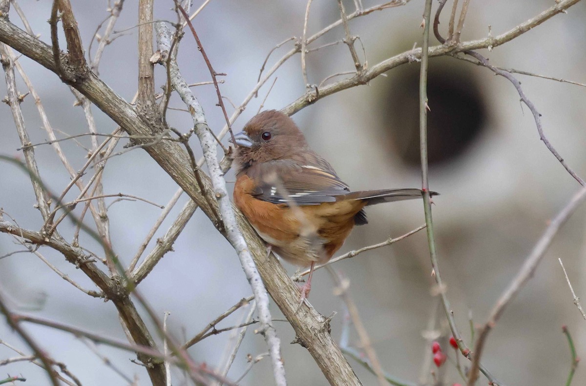 Eastern Towhee - ML646457304