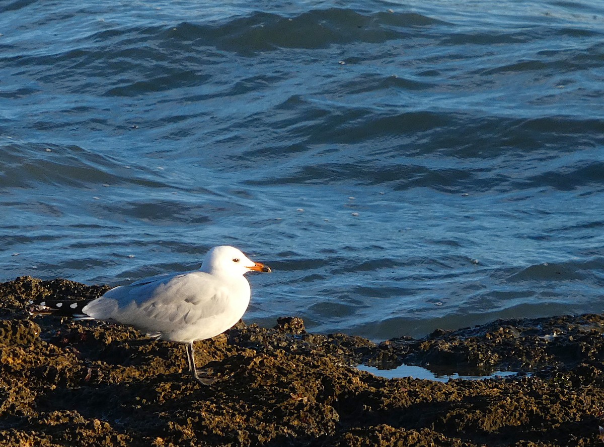 Audouin's Gull - ML646457305