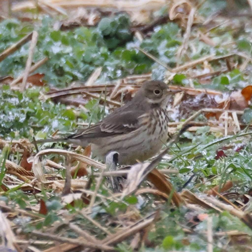 American Pipit - ML646457309