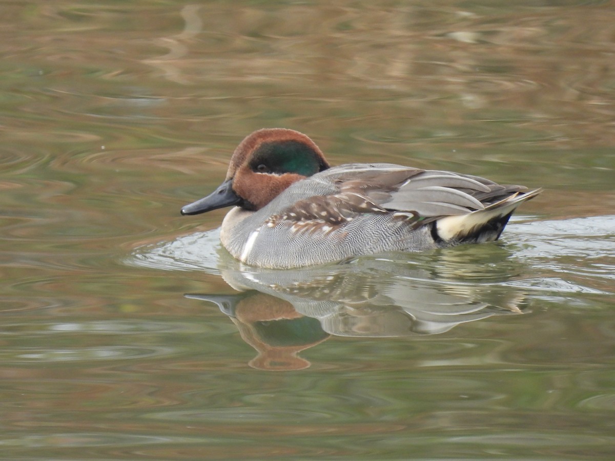 Green-winged Teal - ML646457311