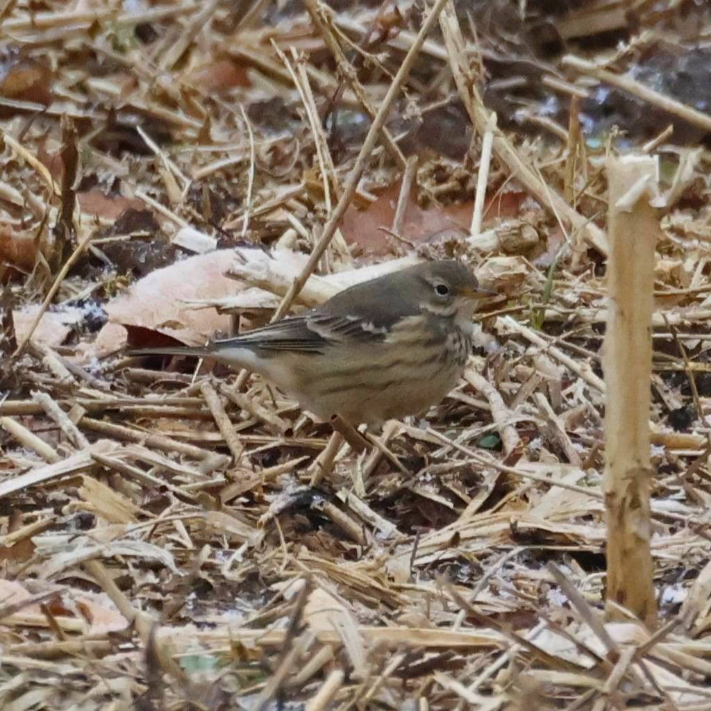 American Pipit - ML646457312