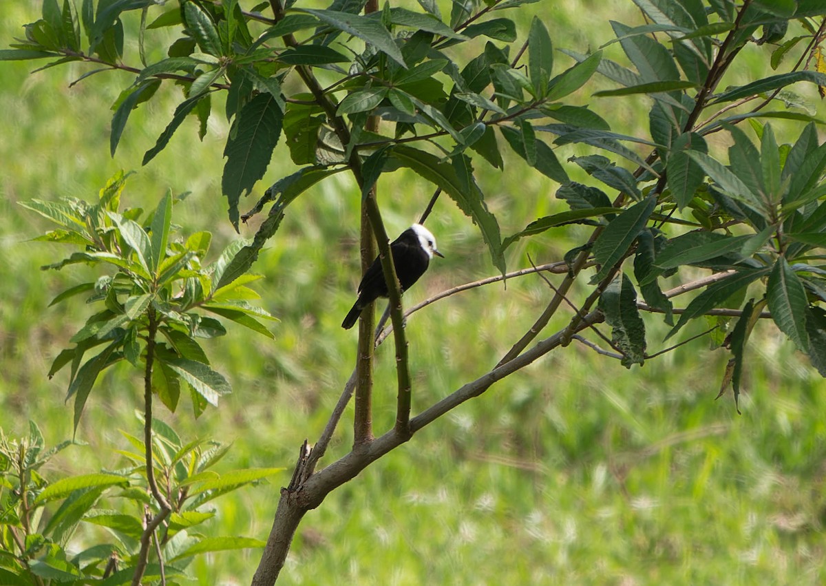 White-headed Marsh Tyrant - ML646457314