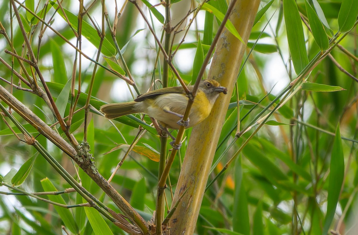 Lemon-chested Greenlet - ML646457317