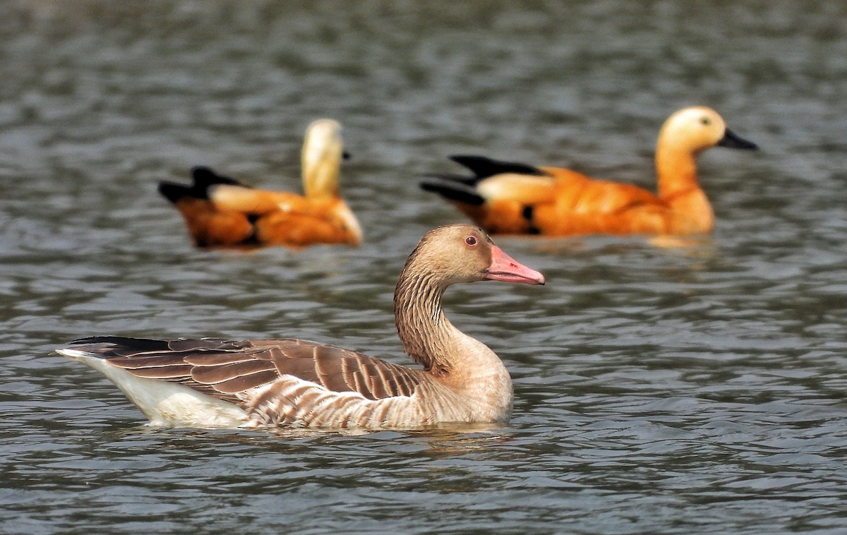 Graylag Goose - ML646457318
