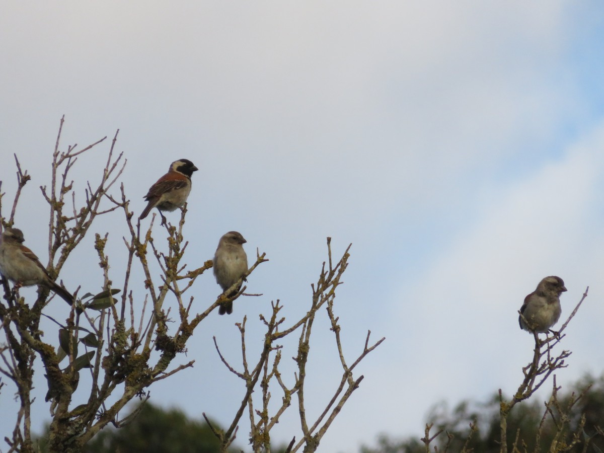 Cape Sparrow - ML646457320