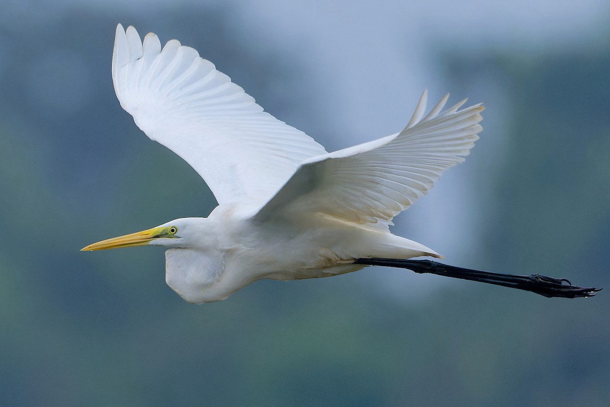 Great Egret - ML646457321