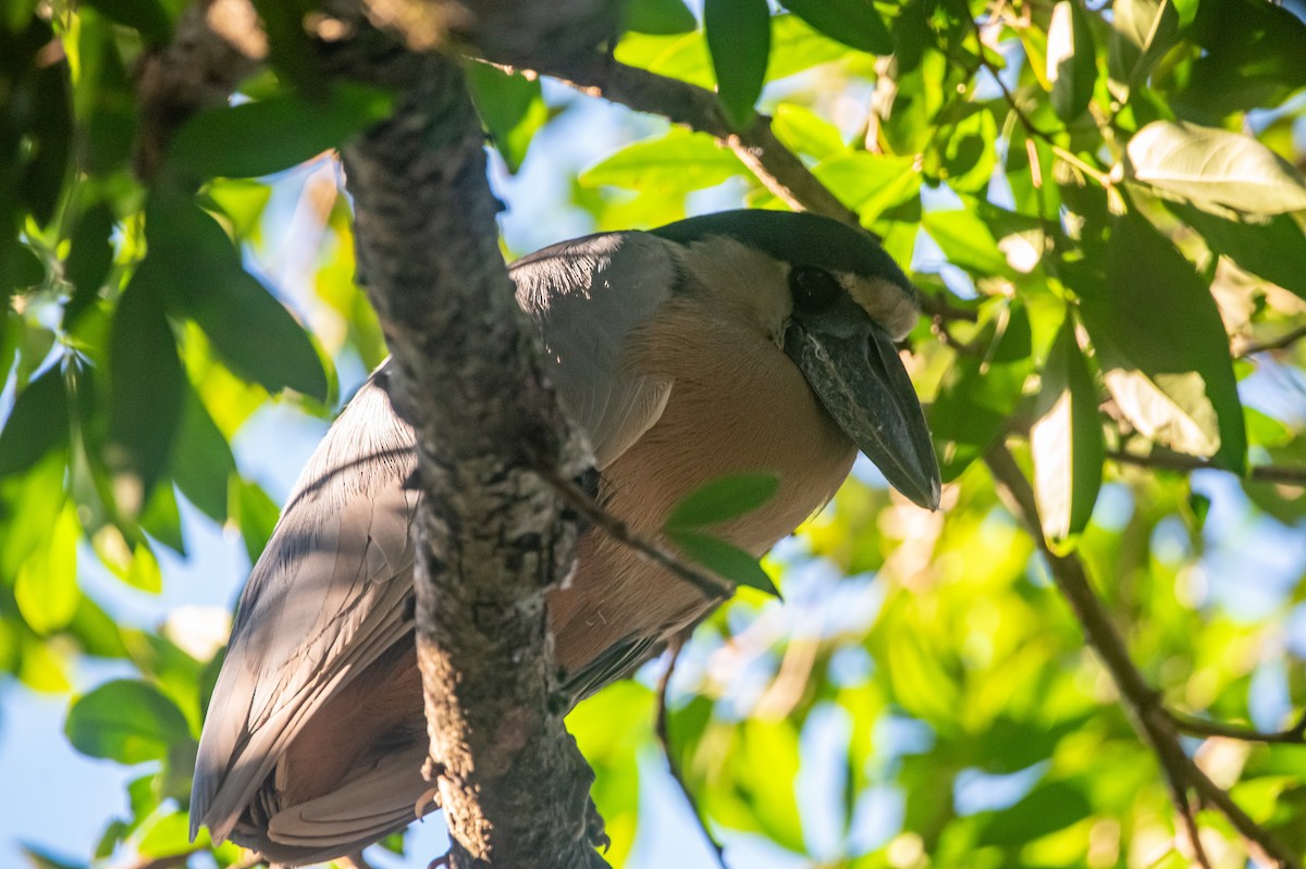 Boat-billed Heron - ML646457322