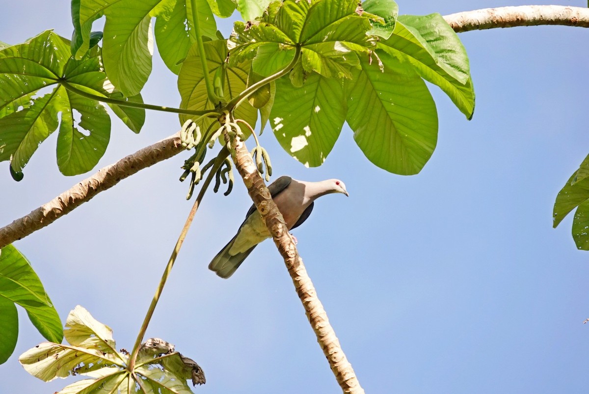 Ring-tailed Pigeon - ML646457324