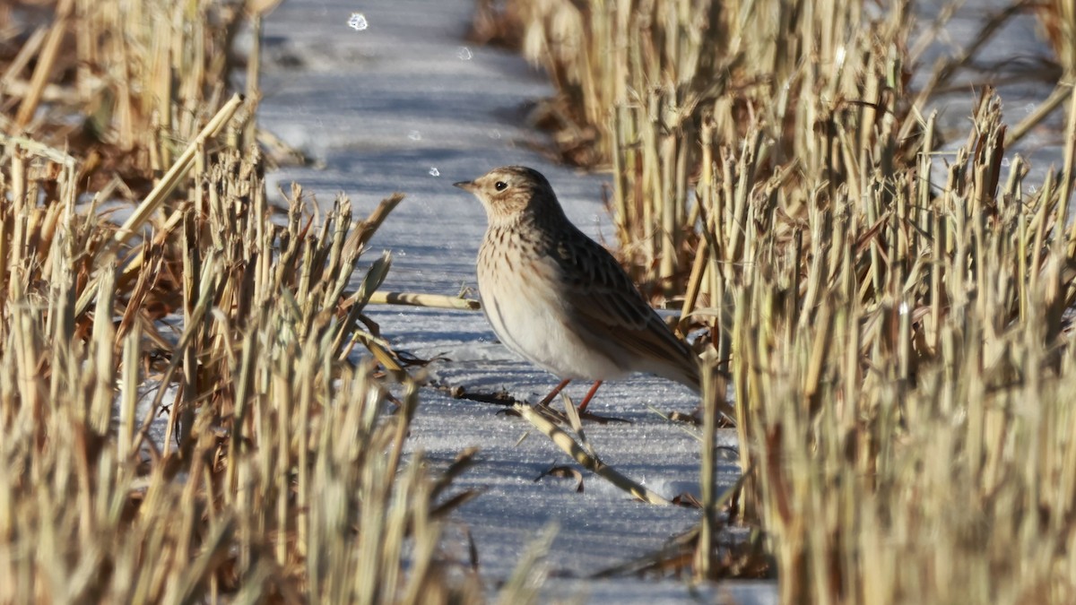 Eurasian Skylark - ML646457327