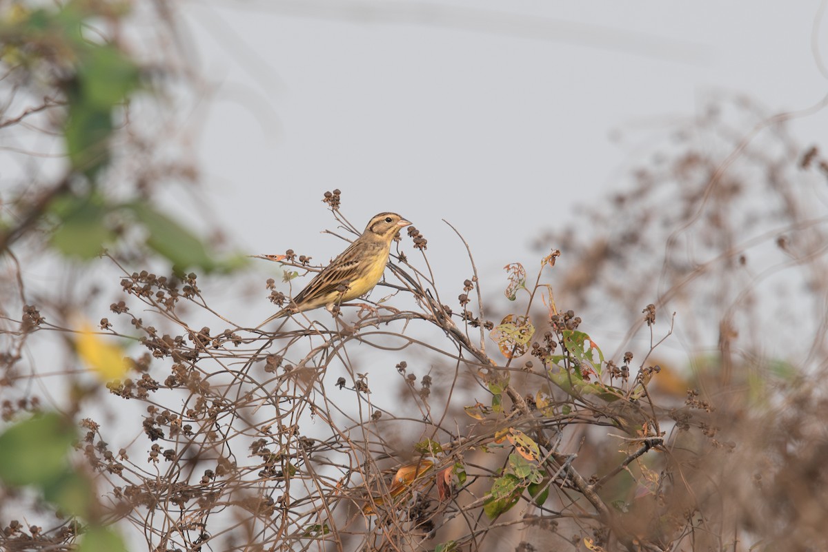 strnad obojkový - ML646457329