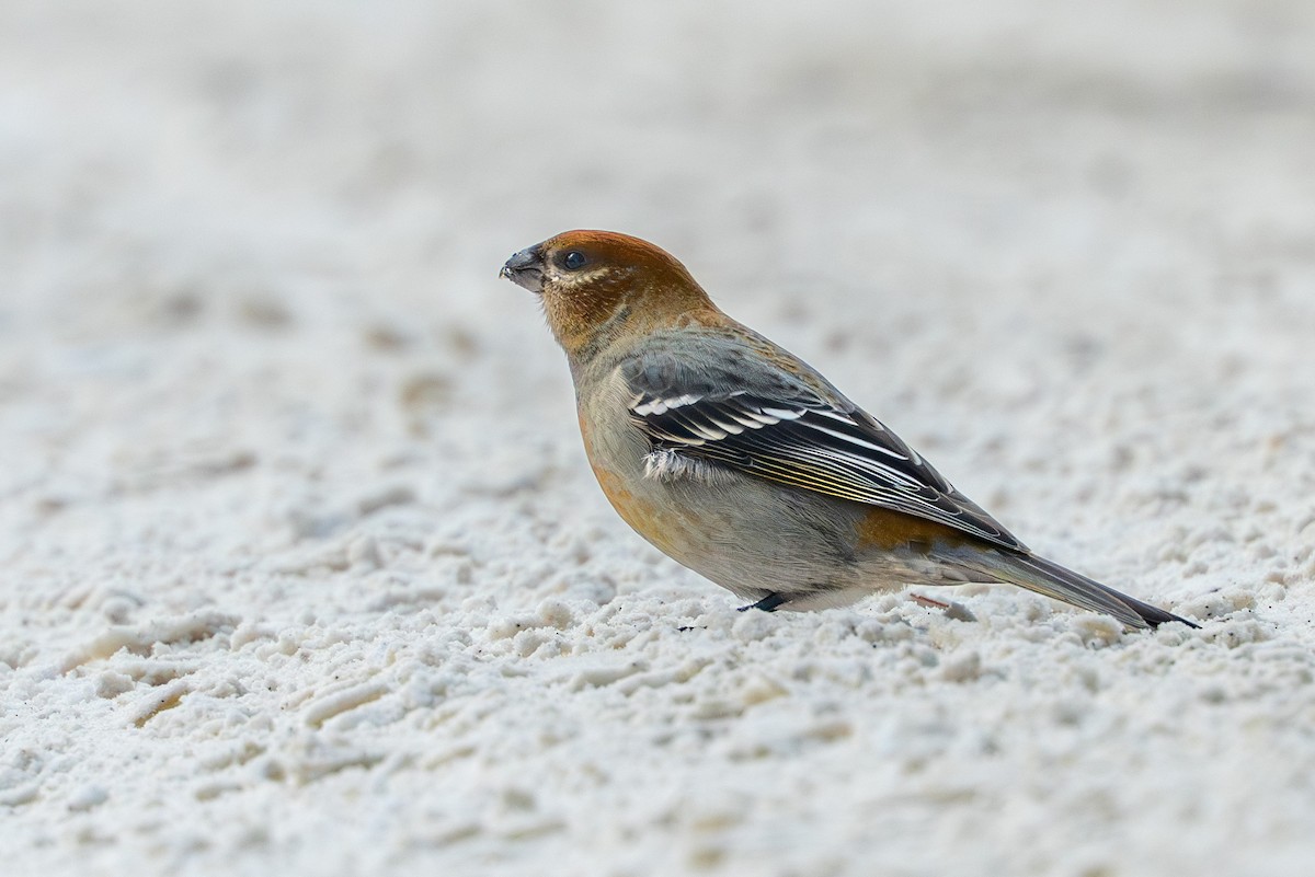 Pine Grosbeak - ML646457330