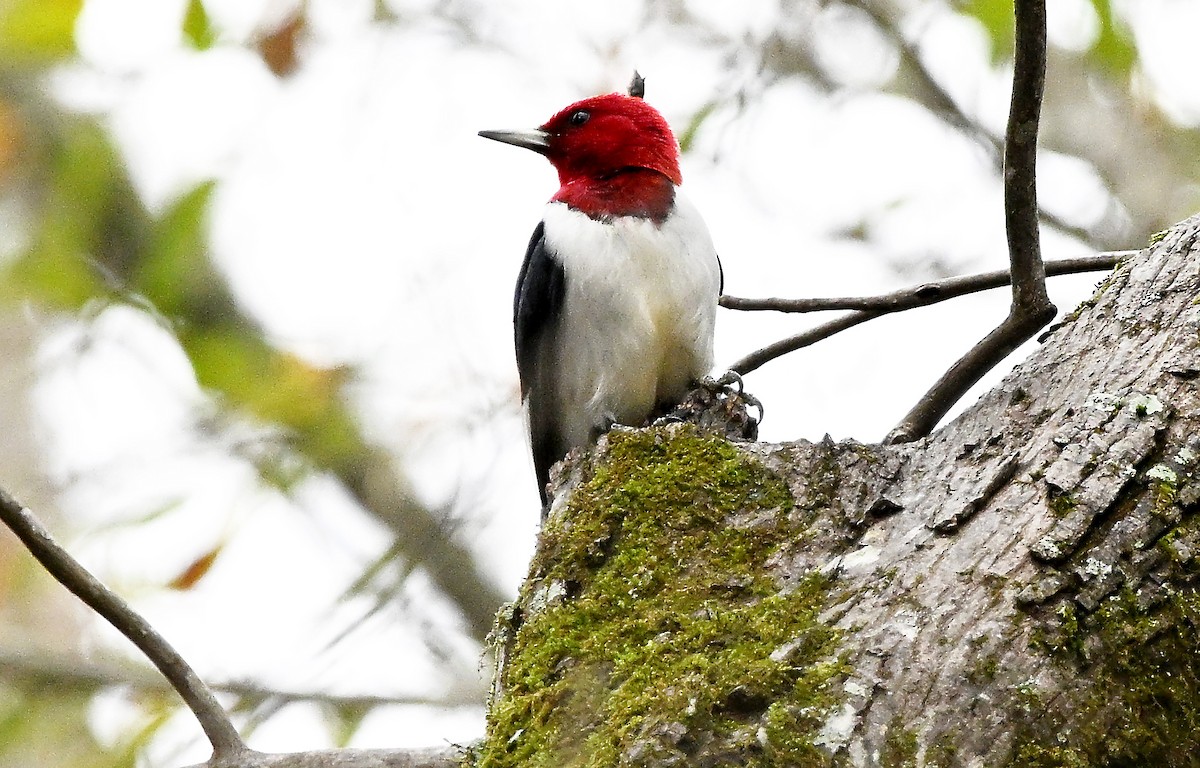 datel červenohlavý - ML646457331