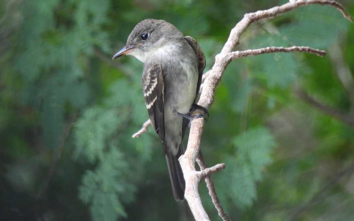 Eastern Wood-Pewee - ML646457334