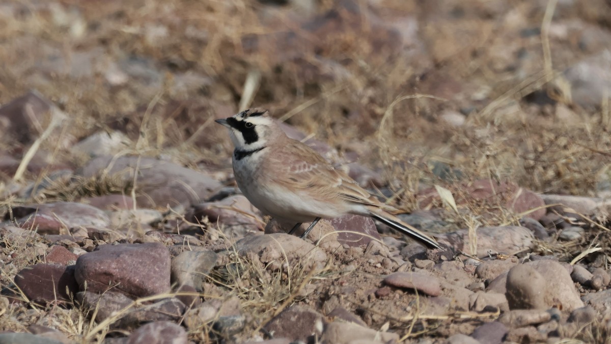 Horned Lark - ML646457335