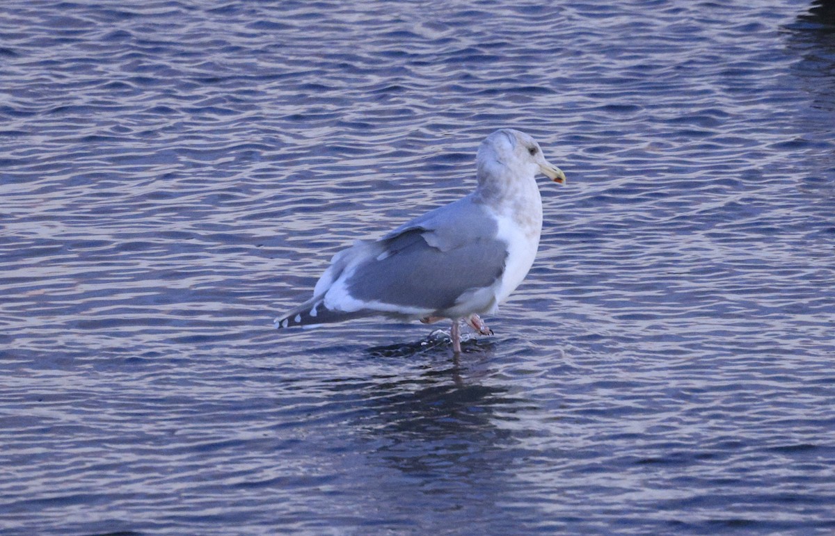 Western x Glaucous-winged Gull (hybrid) - ML646457336