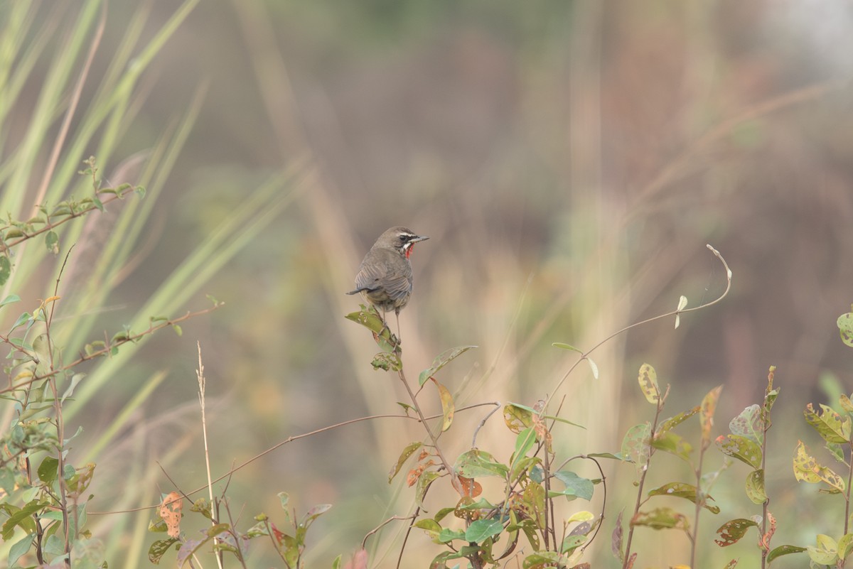 Siberian Rubythroat - ML646457337