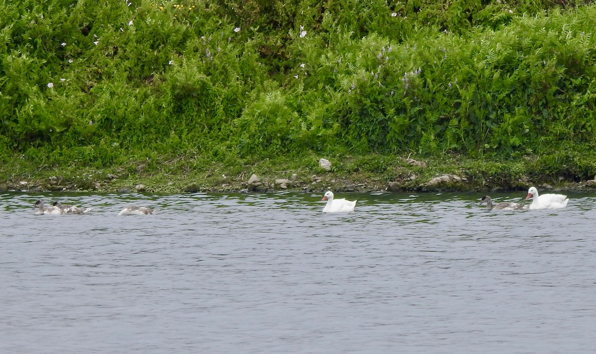 Coscoroba Swan - ML646457339