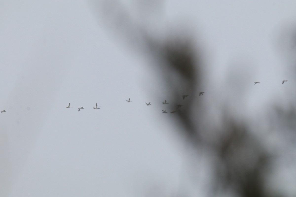 Red-breasted Merganser - ML646457340