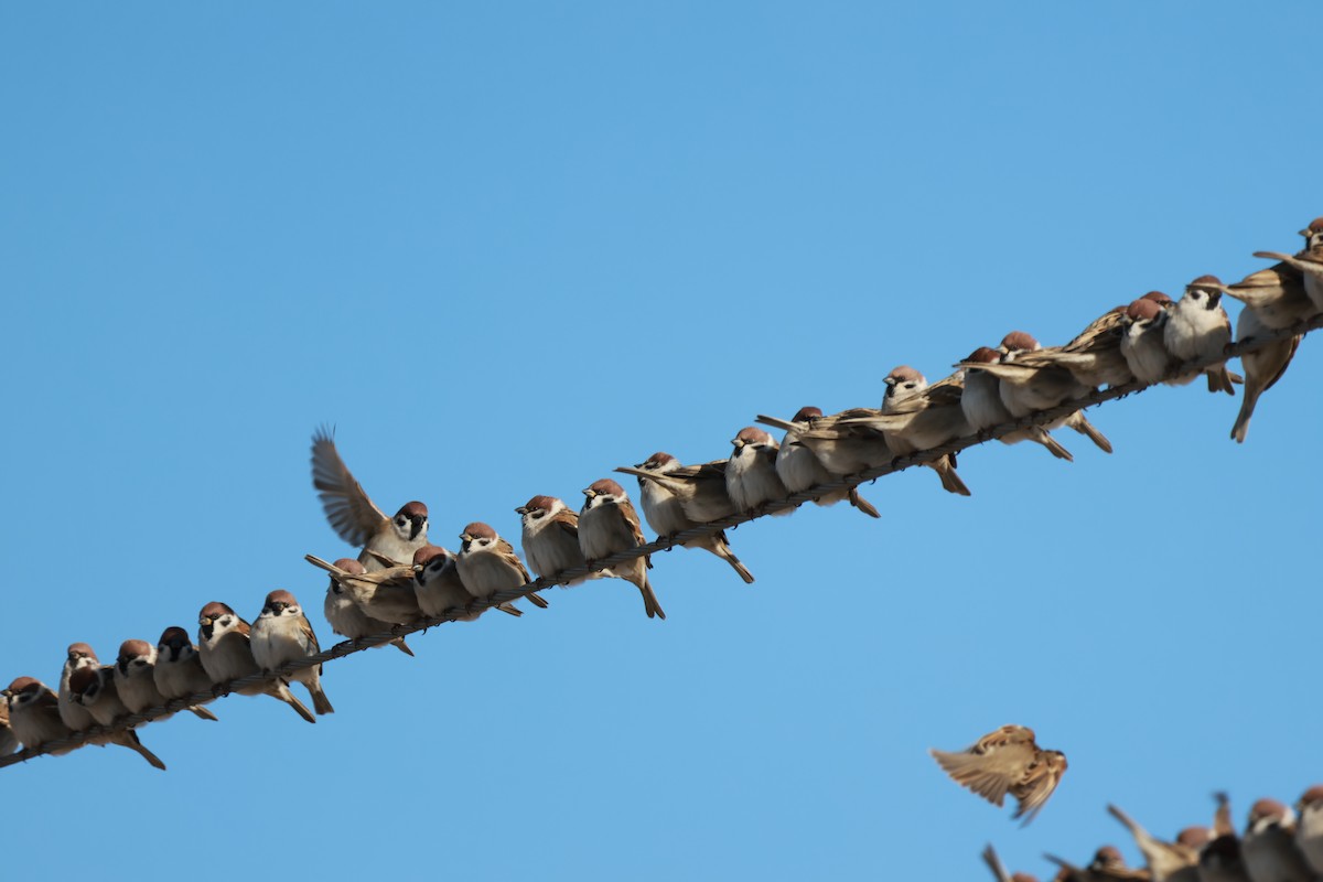 Eurasian Tree Sparrow - ML646457341