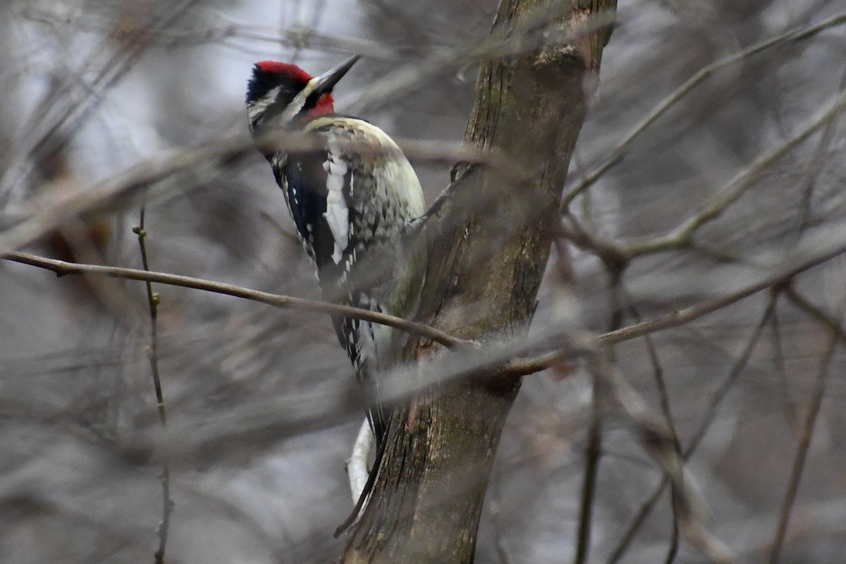 Sarı Karınlı Ağaçkakan - ML646457342