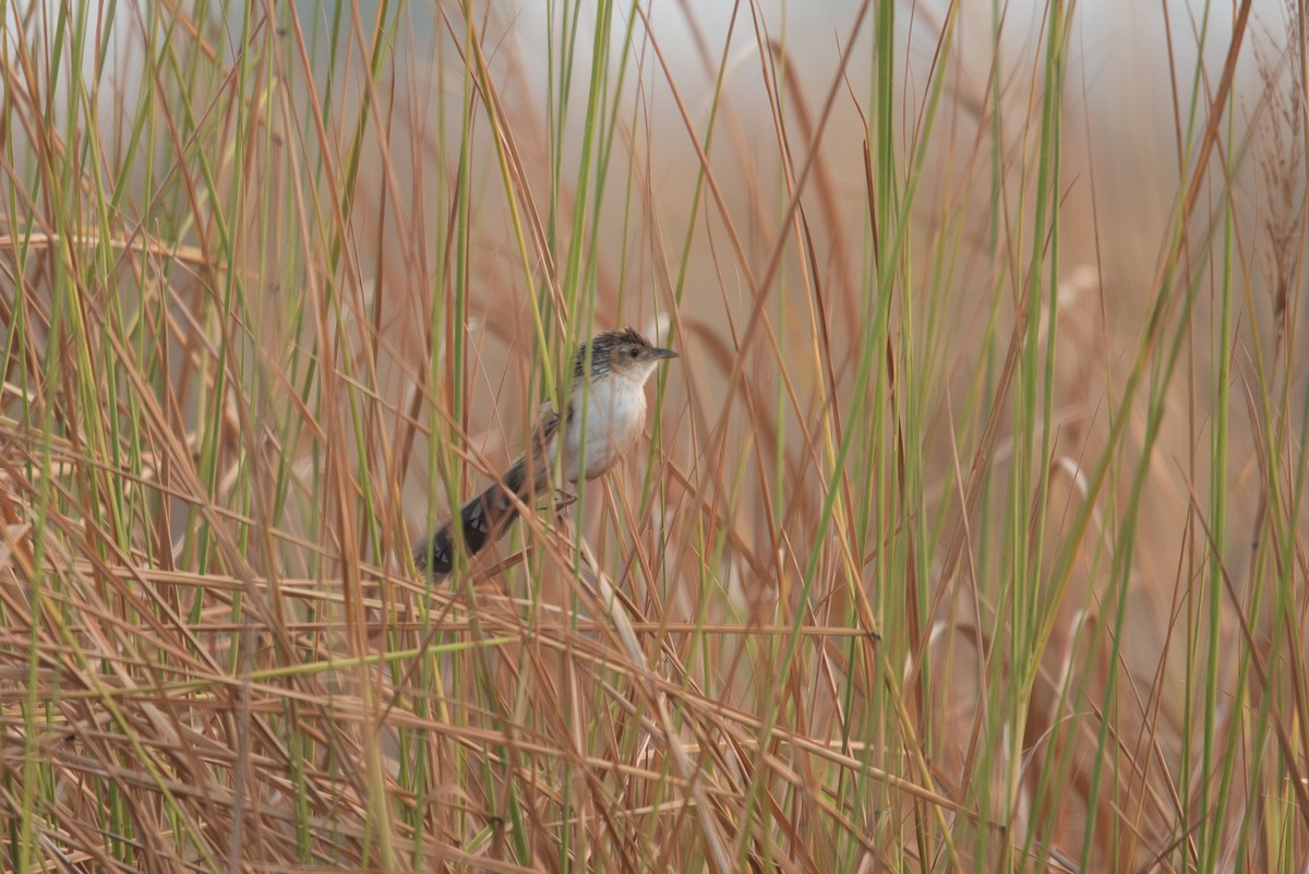 Chinese Grassbird - ML646457343