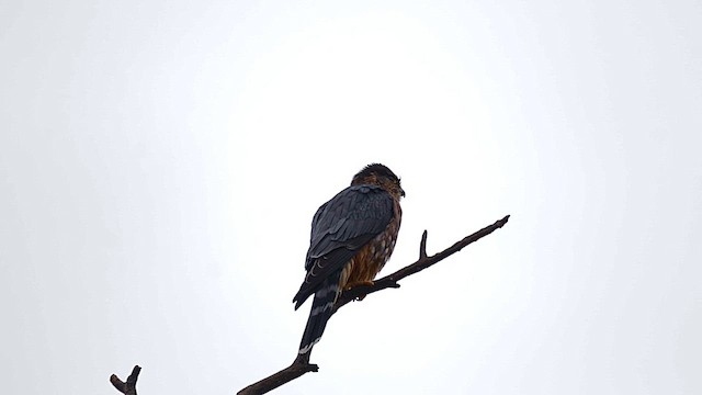 Merlin - ML646457347