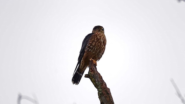 Merlin - ML646457348