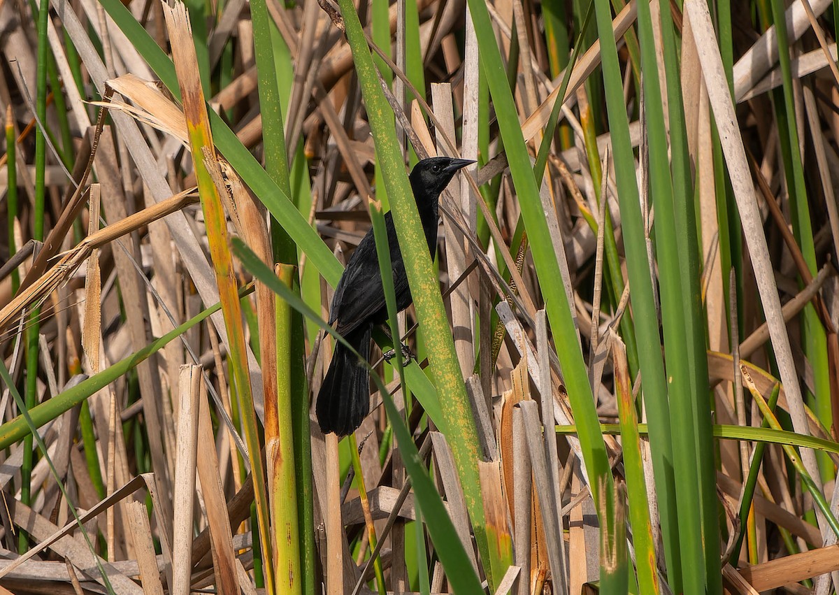 Unicolored Blackbird - ML646457349