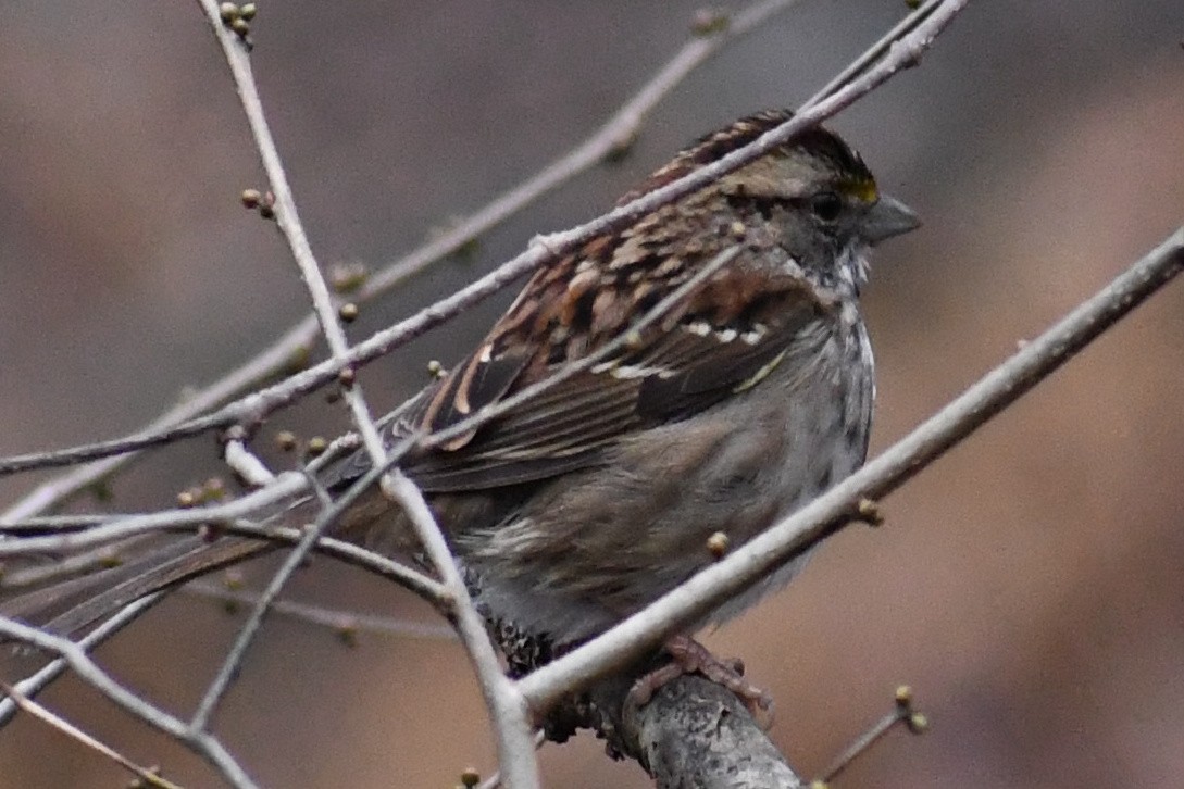 Ak Boğazlı Serçe - ML646457350