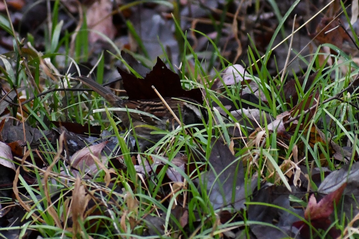 Ak Boğazlı Serçe - ML646457351