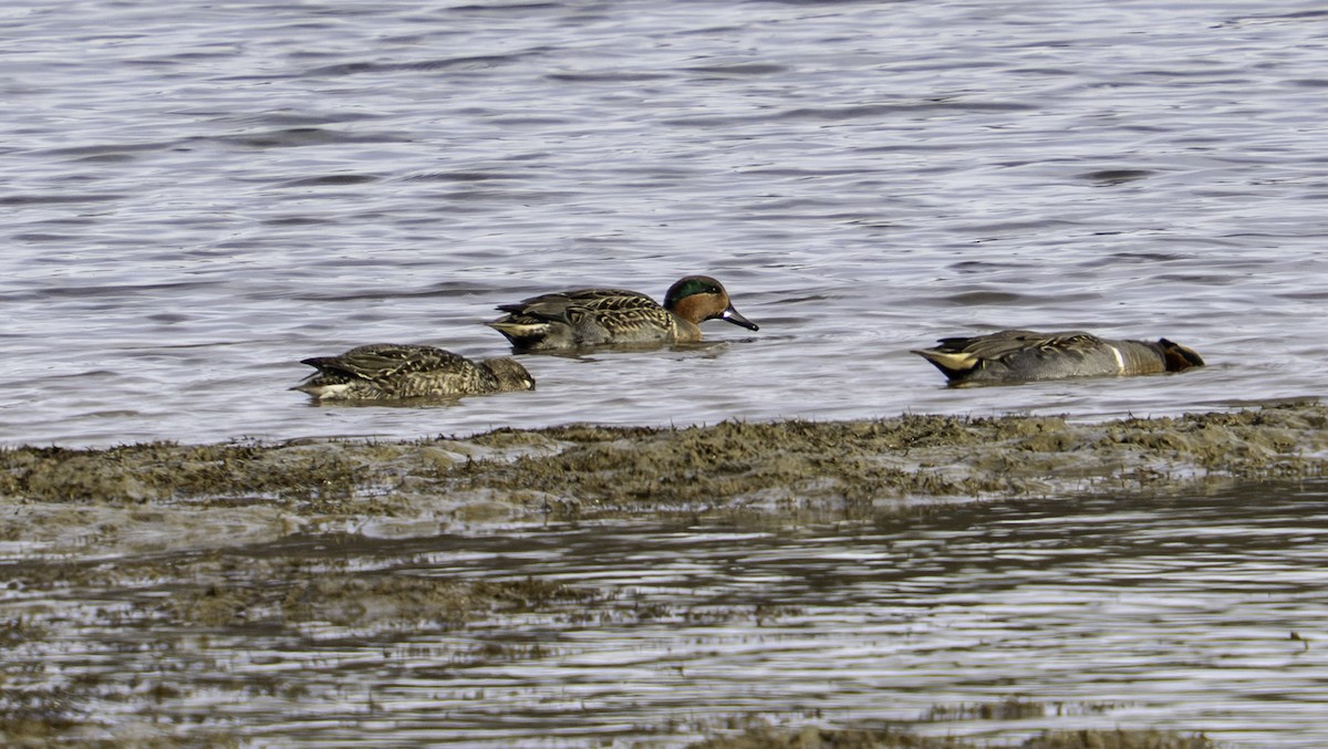 Green-winged Teal - ML646457352