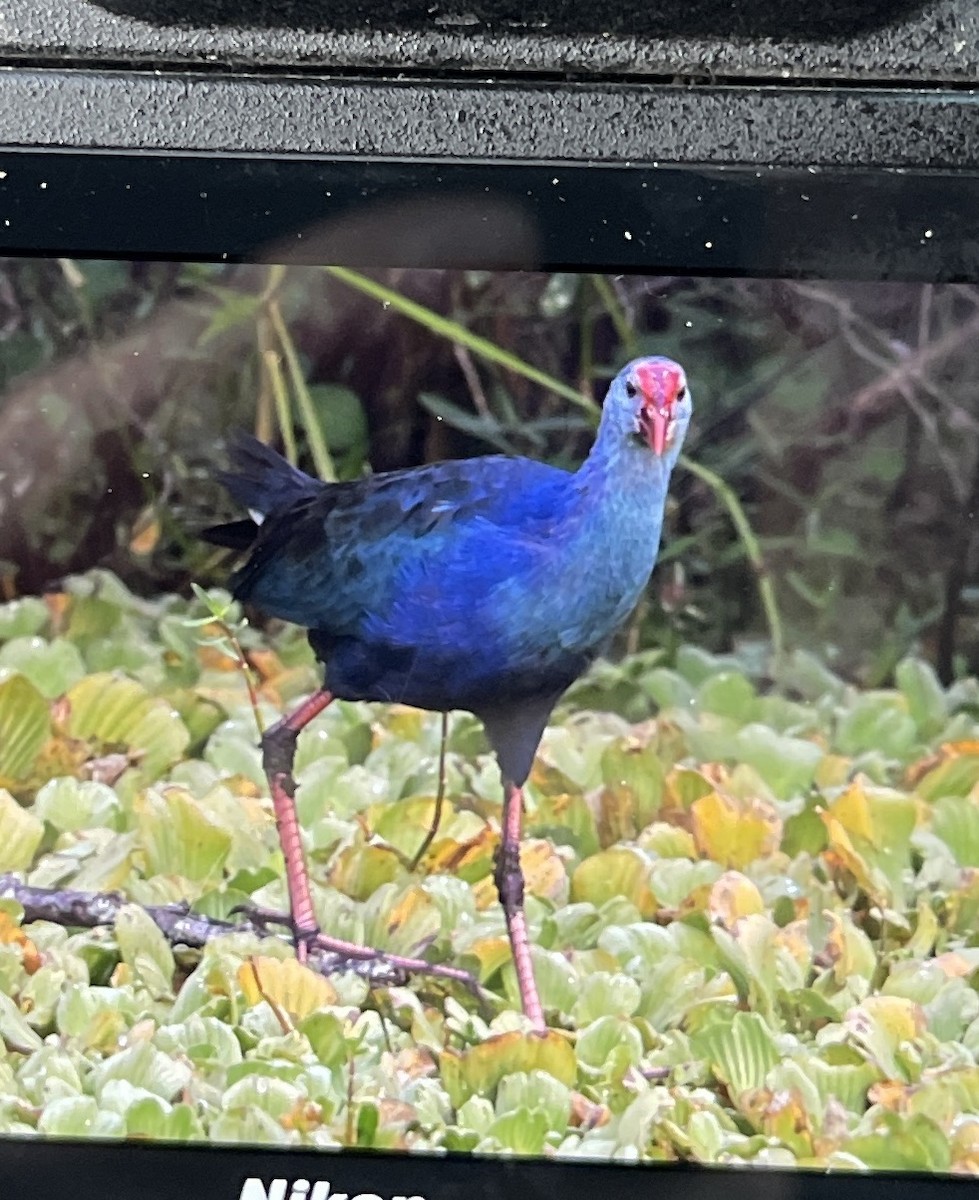 Gray-headed Swamphen - ML646457353