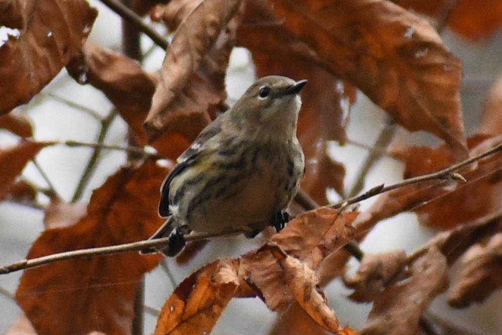 Taçlı Ötleğen (coronata) - ML646457355