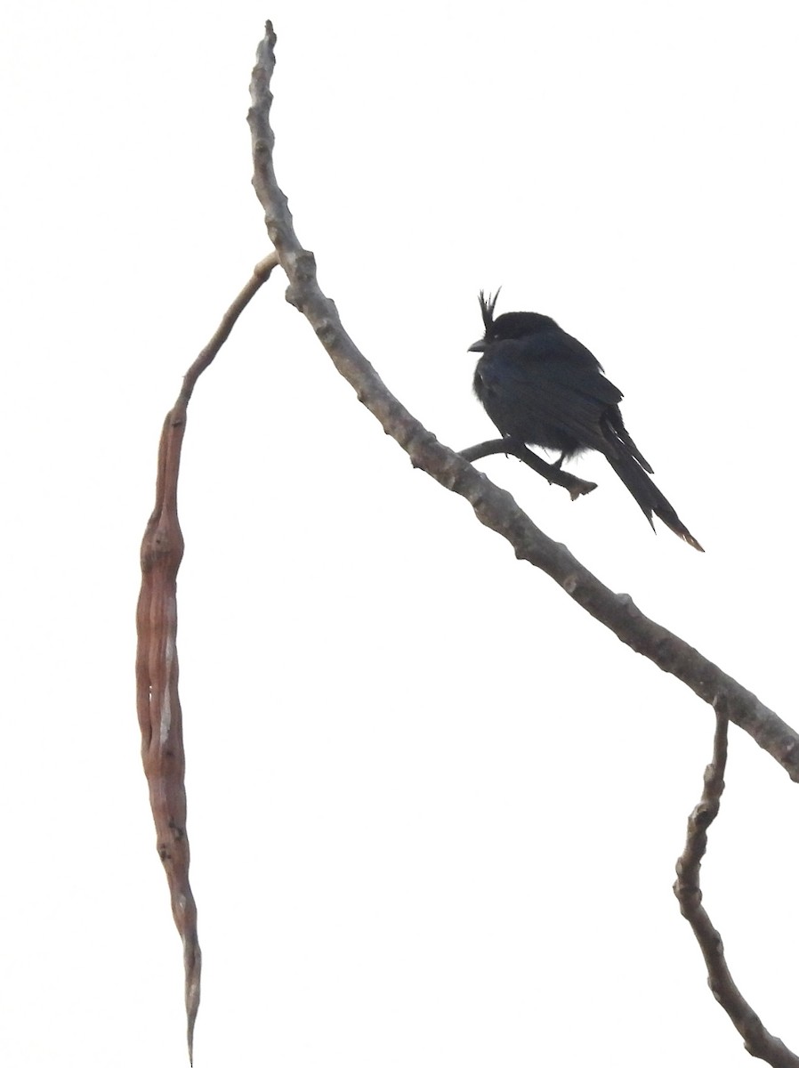 drongo chocholatý - ML646457357