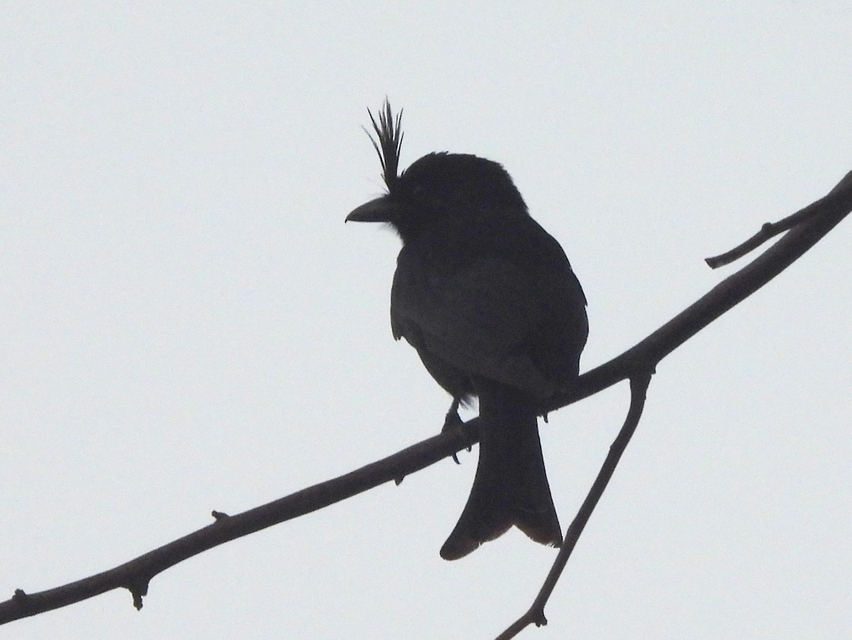 drongo chocholatý - ML646457358