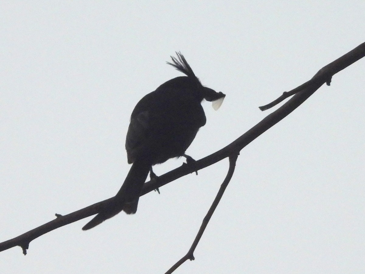 drongo chocholatý - ML646457359