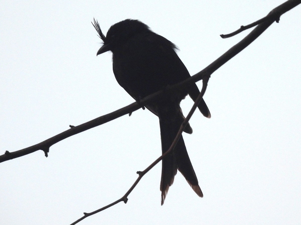 drongo chocholatý - ML646457360