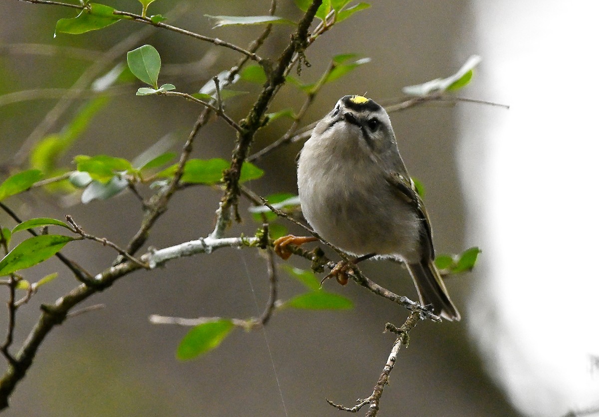 králíček zlatohlavý - ML646457361