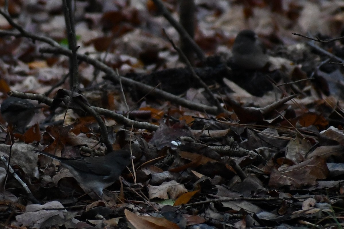 Kara Gözlü Junko (hyemalis/carolinensis) - ML646457362