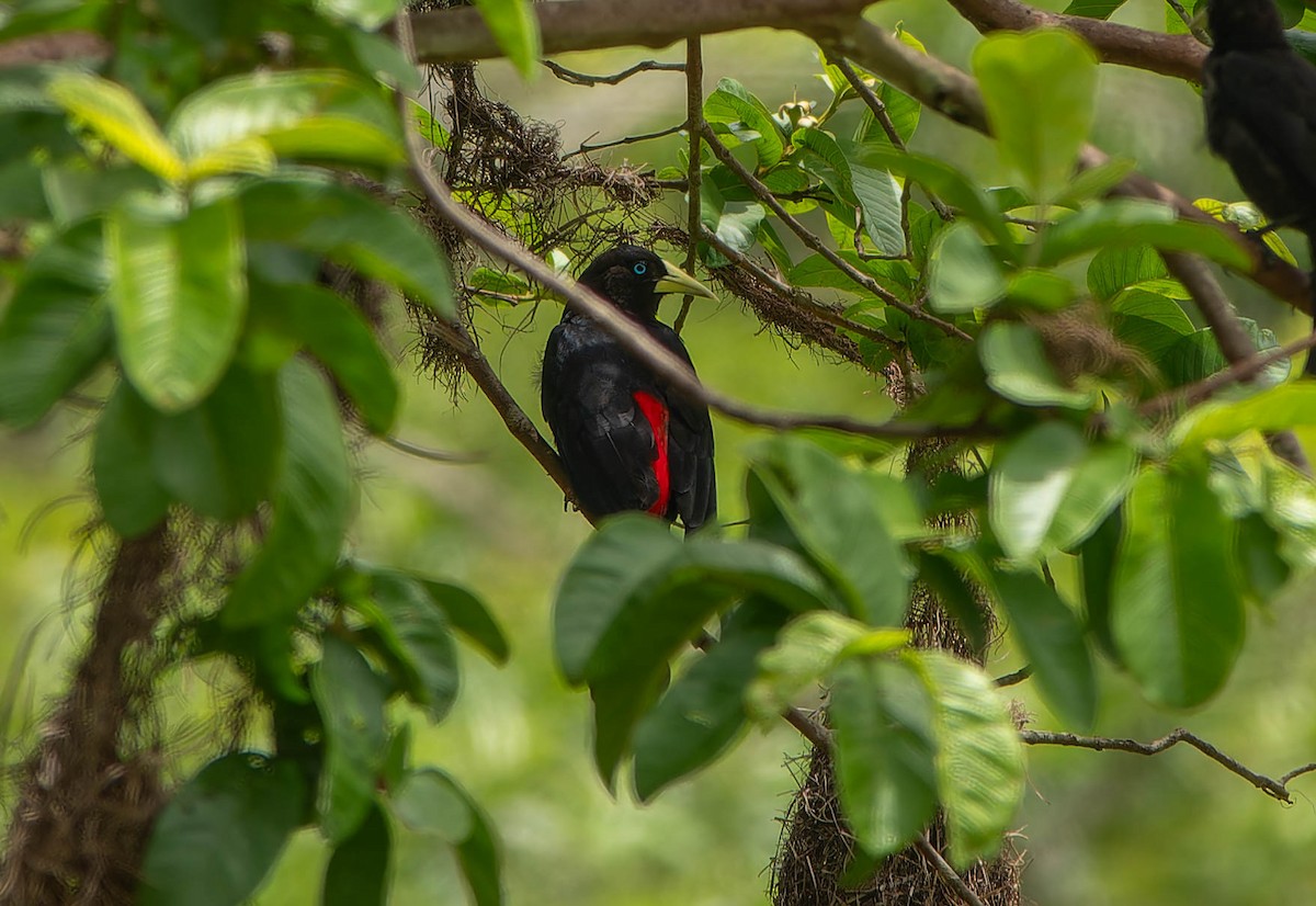 Red-rumped Cacique - ML646457363