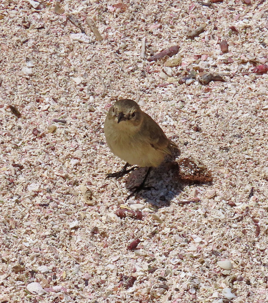 ハイイロムシクイフィンチ - ML646457364